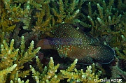 Cephalopholis cyanostigma-Wakatobi Pasar wajo Beach-12m-20180602-Denis-ADER-DSC_3240_tn